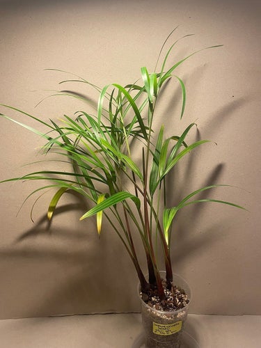 Chrysalidocarpus decaryi