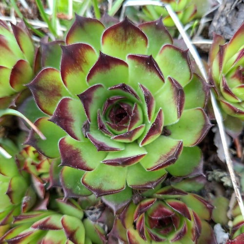 Taklök - Sempervivum - 15 st