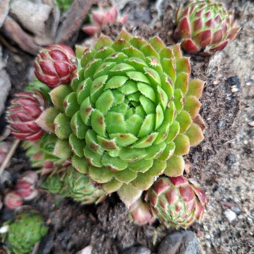 Taklök - Sempervivum - 15 st