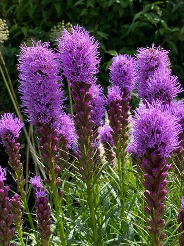 8st. Liatris spicata Rosenstav