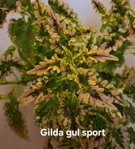 Palettblad Gilda gul sport