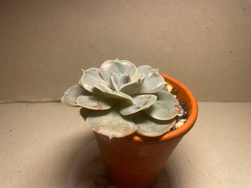 Echeveria lilacina