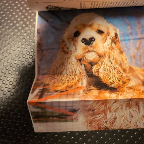 Bok om Cocker Spaniels med posters