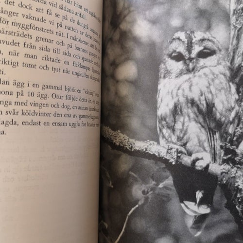 FÅGLAR I NÄRBILD VIKING OLSSON