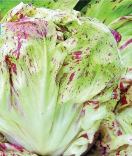 Fin mineralrik sallad "Castelfranco" 10 frön