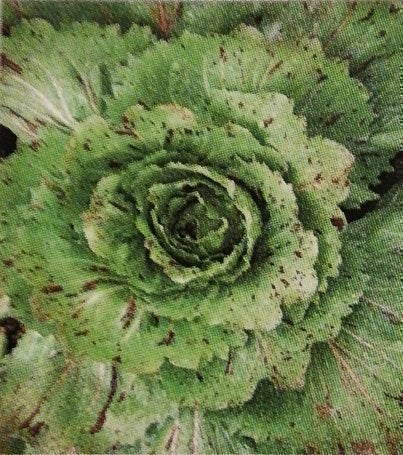 Fin mineralrik sallad "Castelfranco" 10 frön