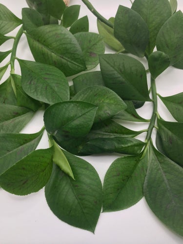 En fin planta av AFRIKANSK MJÖLKBUSKE GUMMIPLANTA