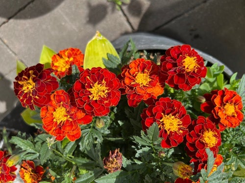 Tagetes frön superfina tesked