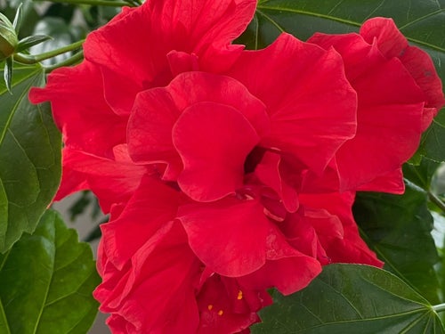 Hibiskusplanta - blivande Röd, fylld blomma