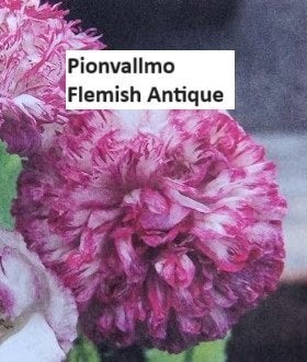Pion Vallmo Flemish Antique 40