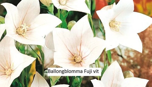 Ballongblomma Fuji Vita 80 frön