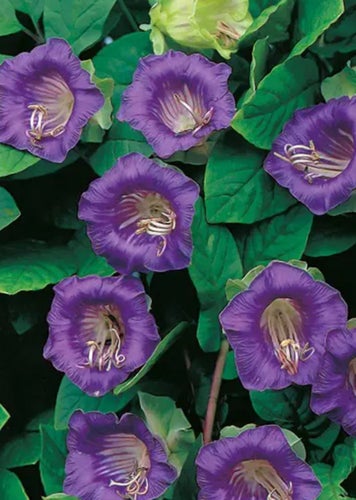 Klockranka - Cobaea scandens. 5 fröer lila blomma