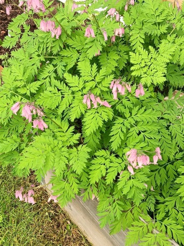 Fänrikshjärta (Dicentra formosa)