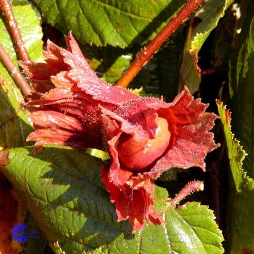 Hasselnöt, Blodhassel, Corylus maxima Purpurea