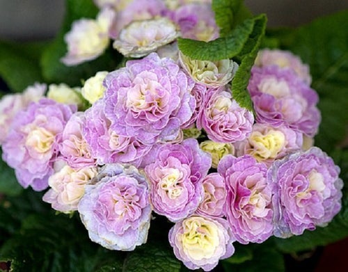 Primula Belarina, rosa, en planta