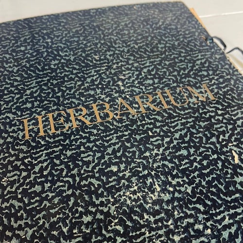 Äldre antikt Herbarium, pressade torkade växter botanik växtherbarium samling
