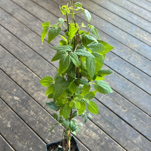 Clematis viticella 'Polish Spirit'