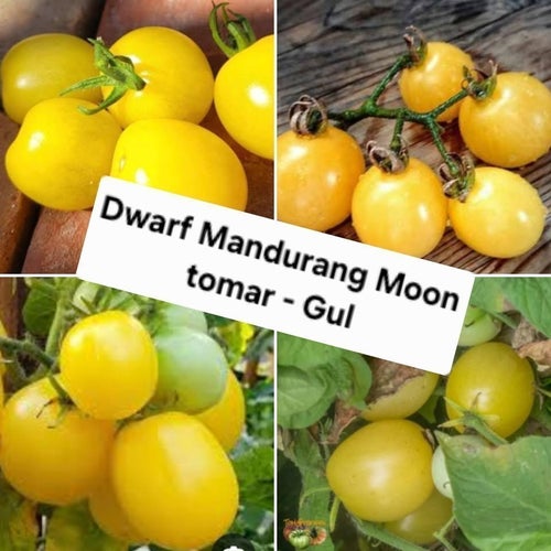 Dwarf Mandurang Moon - Solanum lycopersicum – 10 SÄTTFRÖN . Frakt ingår