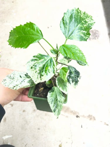 Hibiscus Variegata - Grön och vit