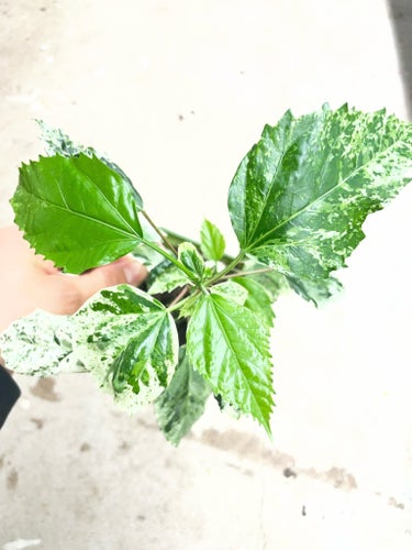 Hibiscus Variegata - Grön och vit