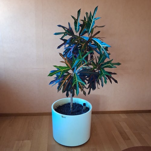 Kroton (Codiaeum variegatum)