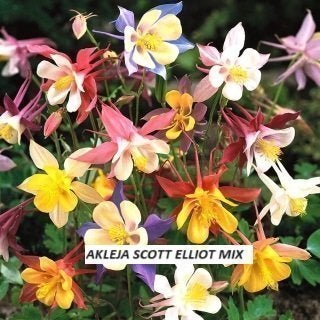 AKLEJA MIX 100 frön