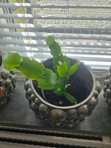 Planta med flera grenar Novemberkaktus röda blommor