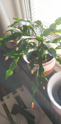 Planta med flera grenar Novemberkaktus röda blommor