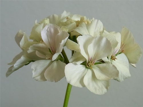 Rotad Stickling av Pelargonen FRENCH VANILLA, Vanilj-gul