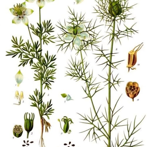 Svartkummin sättfrön Nigella sativa- Frakt ingår.