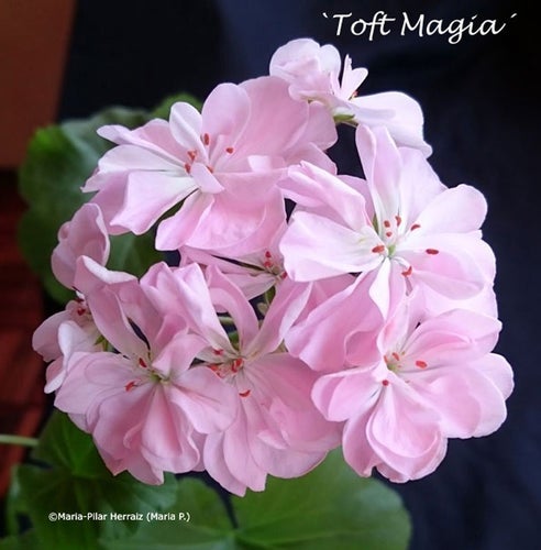 Pelargon `Toft Magia´, zonal, dvärg. Rotad stickling. Magiskt vacker