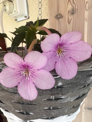 Achimenes 'Dot’