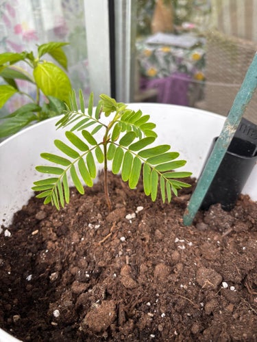Tamarind planta