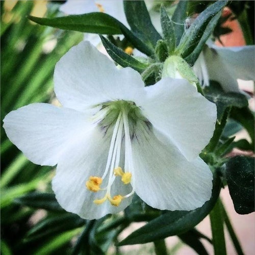 Vit blågull Polemonium Caeruleum