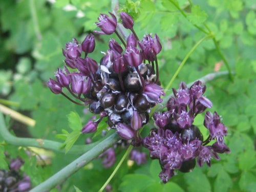 Skogslök - 10 små snabbväxande plantor