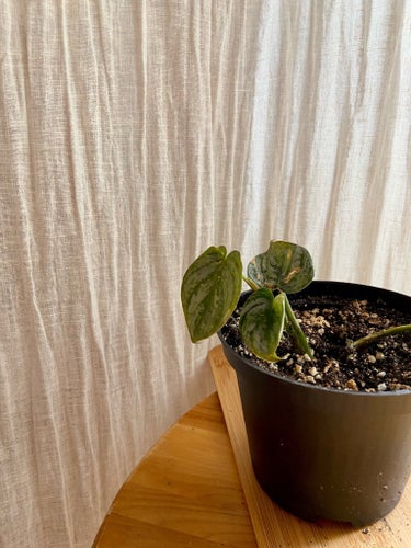 Philodendron brandtianum