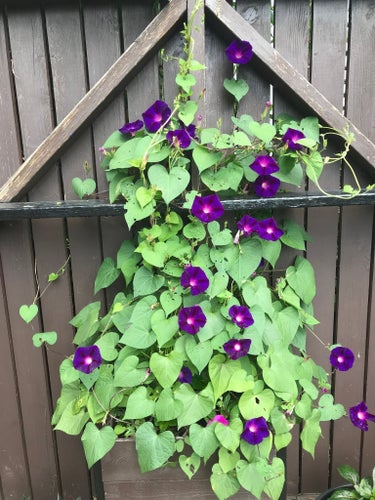 Blomman för dagen, 50 frön