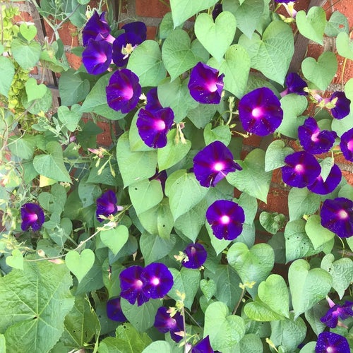 Blomman för dagen, 50 frön