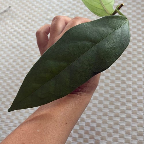 Hoya praetorii - stor rotad stickling