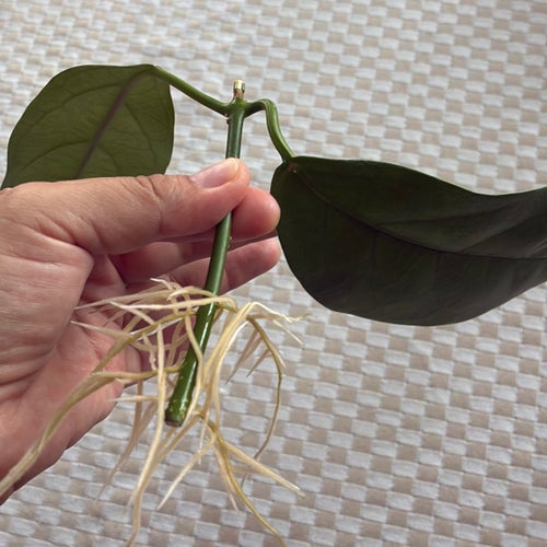 Hoya praetorii - stor rotad stickling