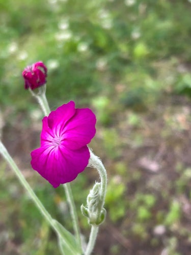 perenn purpurklätt