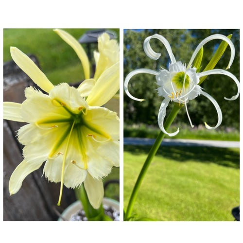 Fyra lökar Zwanenburg / Bågnarcisslilja Sulphur Queen & Blek Narcisslilja