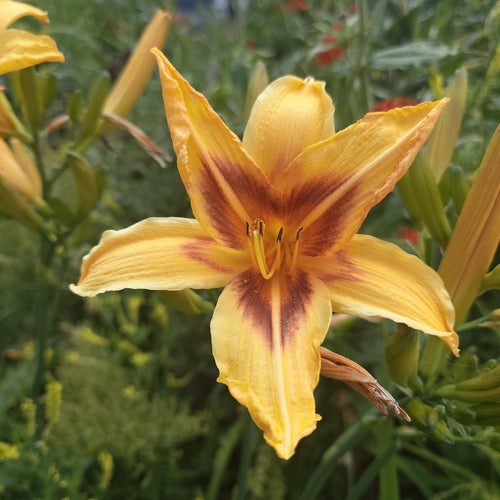 3st små plantor Gul daglilja - Hemerocallis