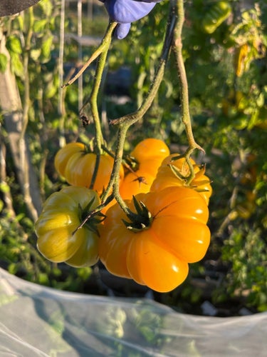 Yellow Ruffled, 10 st tomatfrön