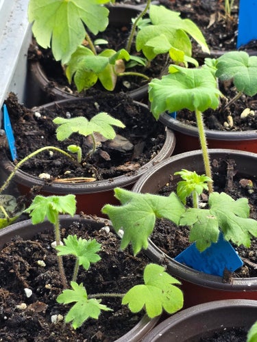 PLANTA RIDDARSPORRE BLÅ Delphinium Elatum