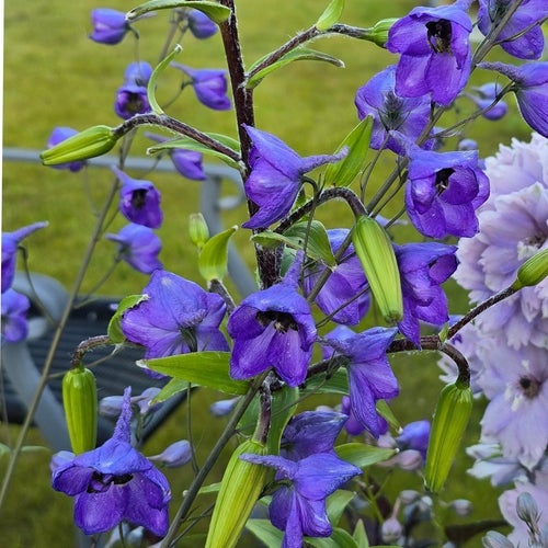 PLANTA RIDDARSPORRE BLÅ Delphinium Elatum