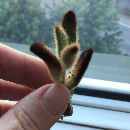 Kalanchoe tomentosa chokladfärgade "kattöron"