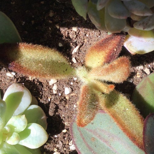 Kalanchoe tomentosa chokladfärgade "kattöron"