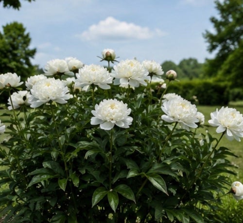 Pion ‘Gardenia’ – En tidlös skönhet till din trädgård!