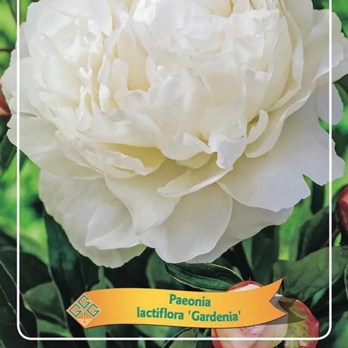 Pion ‘Gardenia’ – En tidlös skönhet till din trädgård!